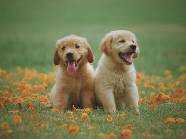 Golden Retriever Puppies | Baby Golden Retriever