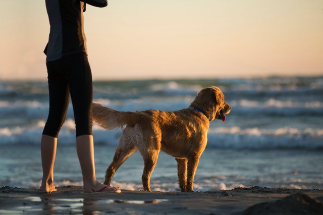 golden retriever near sea water