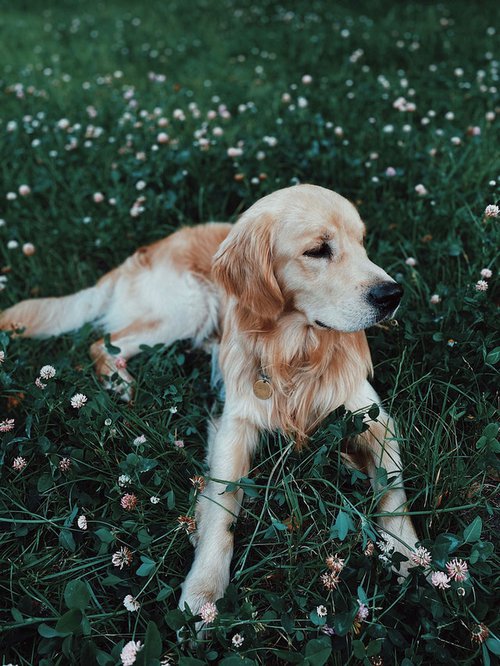 Golden Retriever young puppy