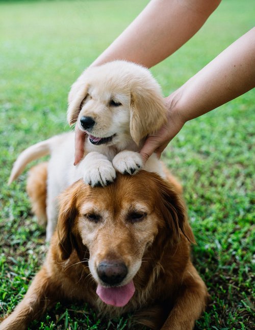 golden-retriever-puppies-baby-golden-retriever-pexels-anna-tarazevich-5763583.jpg