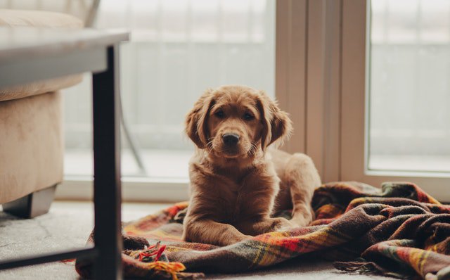 golden retriever puppies baby golden retriever